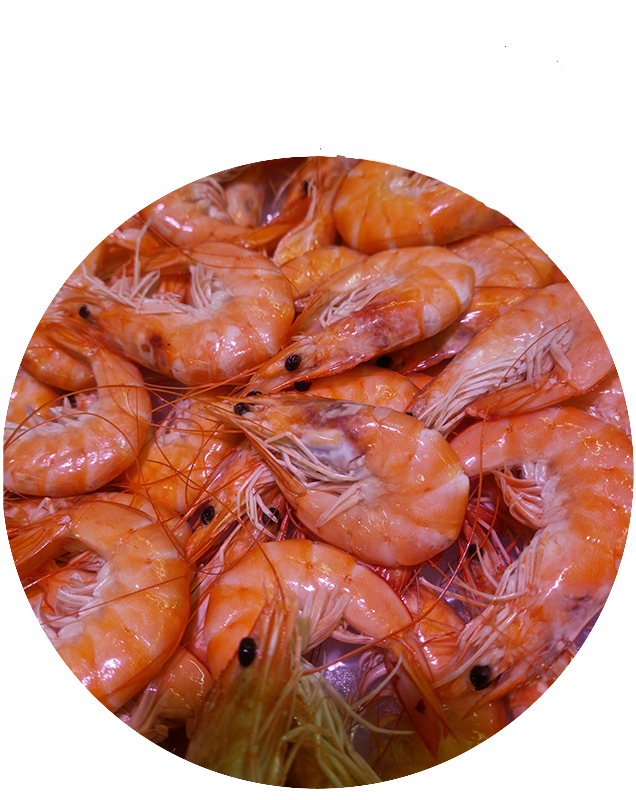Langoustines à Loctudy