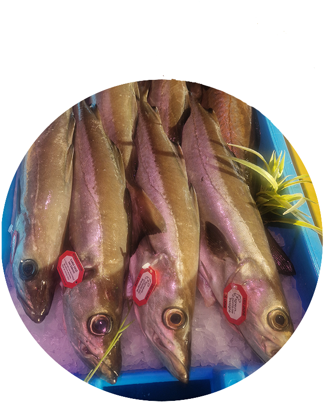 Vente de poisson local près de Pont-l'Abbé