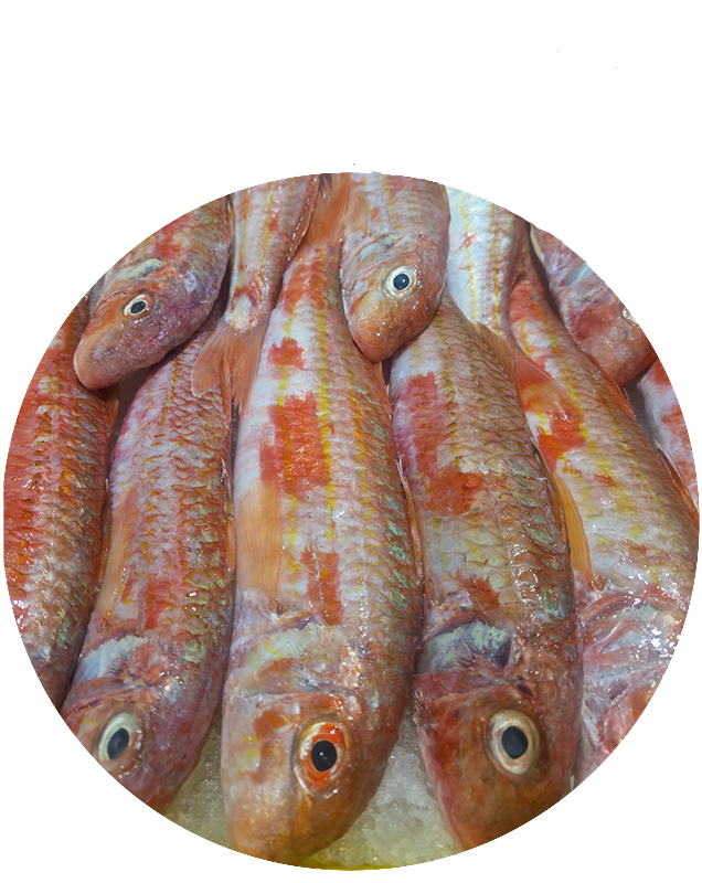 Vente de dorade près de Pont-l'Abbé